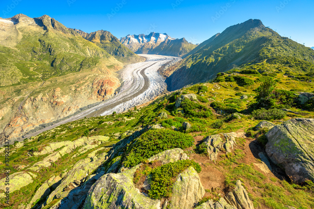 Great Aletsch Glacier, the largest glacier in the Alps and UNESCO heritage from Moosfluh viewpoint in Canton of Valais, Switzerland, Europe. Summer season, clear blue sky.