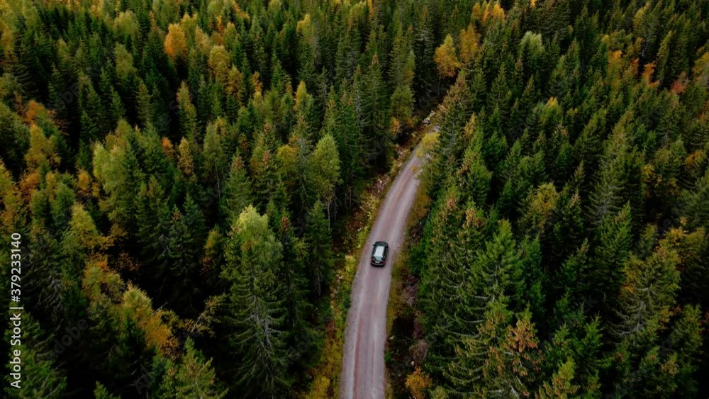 Car driving along a dirt road in a dense pine forest. Arial follow footage 4K.
