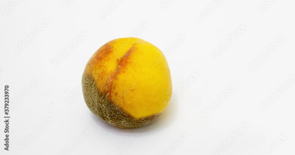 Time lapse of peach rotting on a white background, the process of decomposition and decay, shooting period 10 days Time lapse of peach rotting on a white background, the process of decomposition and decay, shooting period 10 days