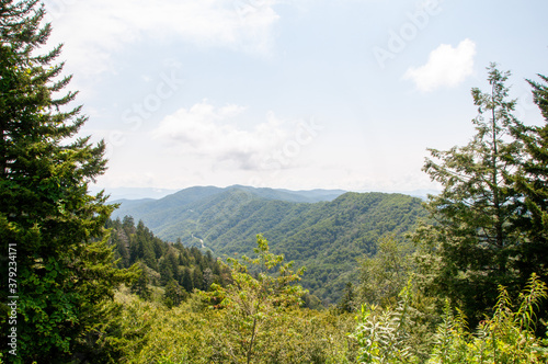 Smokey Mountains (pine tree in the mountains)