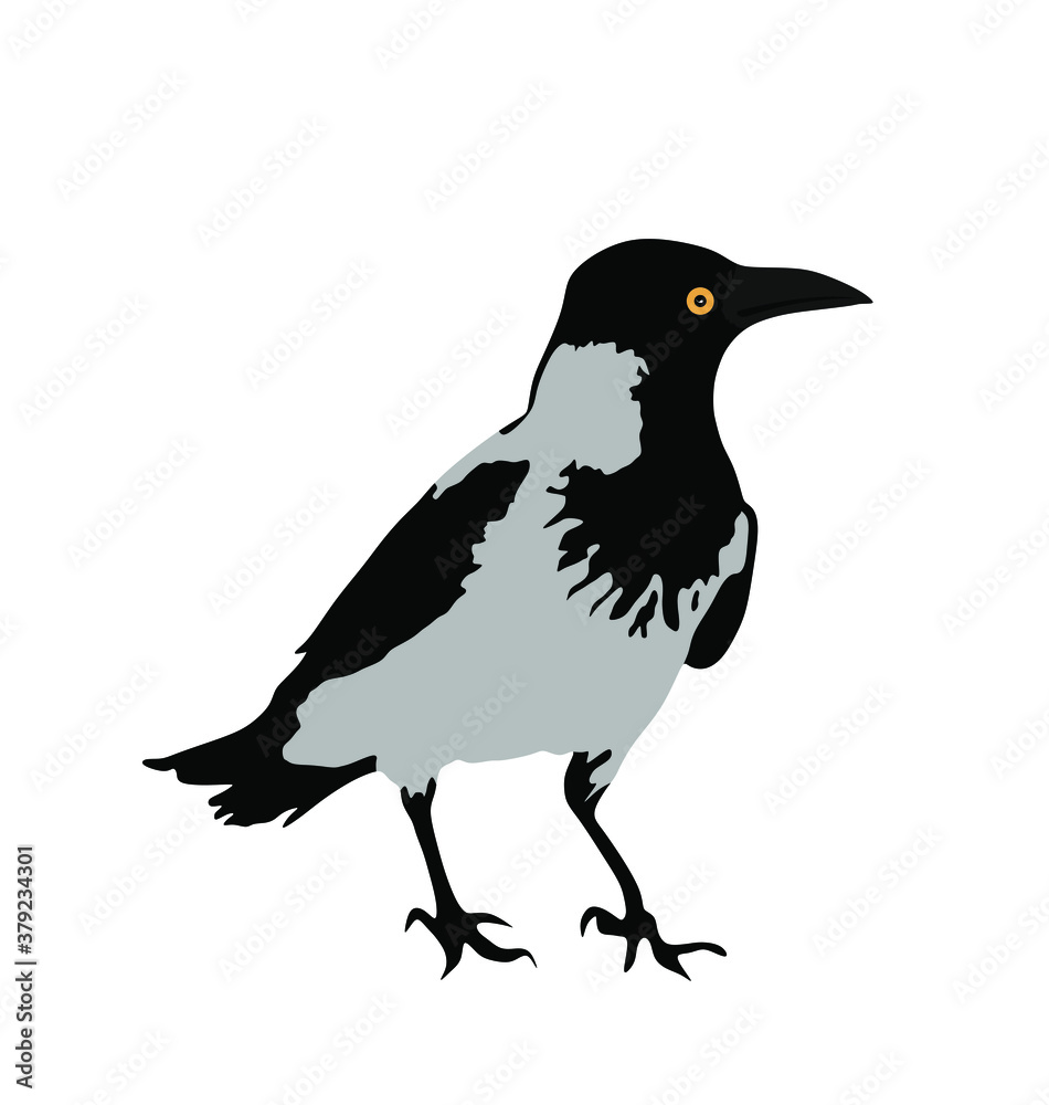 Crow vector illustration isolated on white background. Black bird raven symbol. Crow vector illustration isolated on white background. Black bird raven symbol.