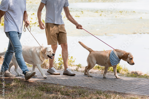 Photography cropped view of father and teenager son holding leashes while walking with golde