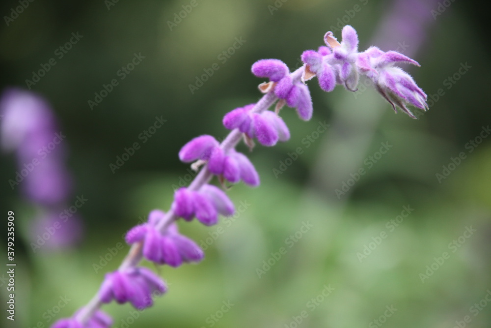 close up of flower