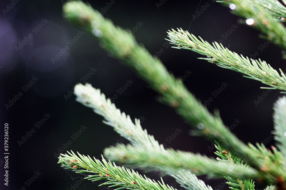 Close-up of a pine top with cobwebs between the needles. blurred bokeh background Close-up of a pine top with cobwebs between the needles. blurred bokeh background