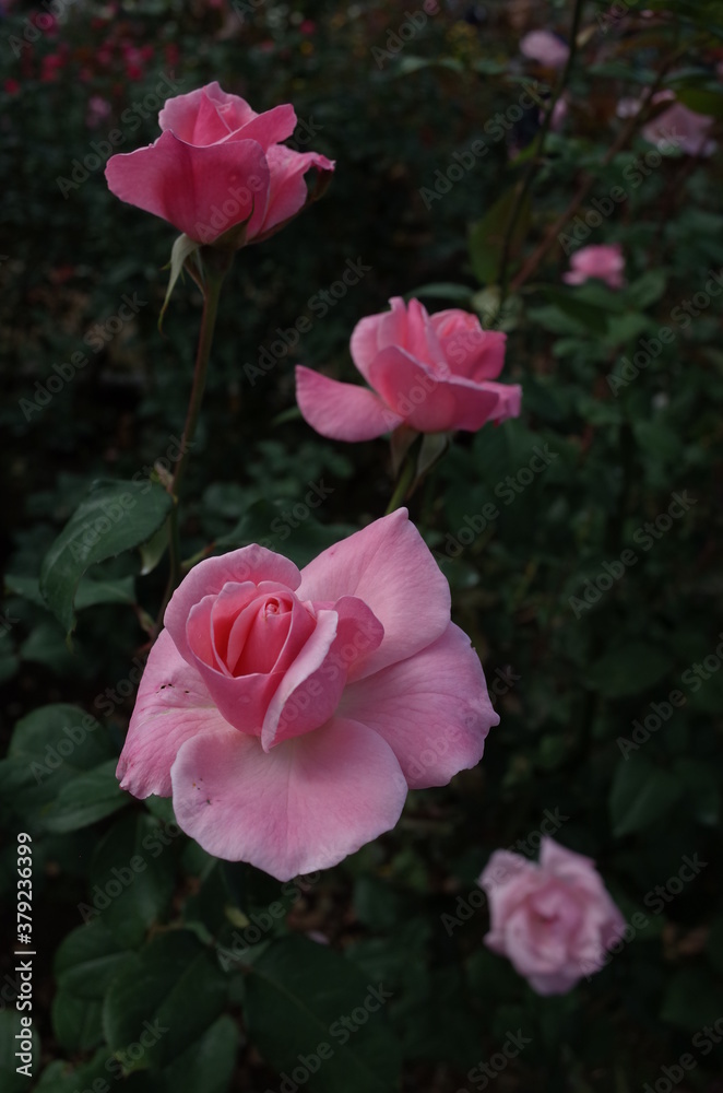 Light Pink Flower of Rose 'Queen Elizabeth' in Full Bloom
Light Pink Flower of Rose 'Queen Elizabeth' in Full Bloom