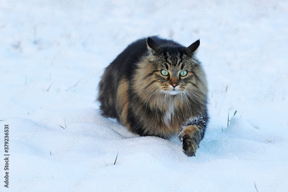 Eine weibliche Norwegische Waldkatze läuft im Winter durch den Schnee