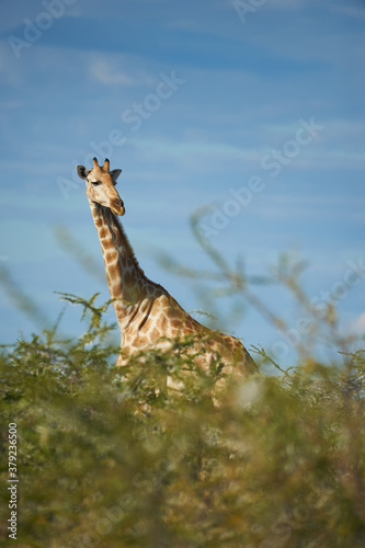 Lonely giraffe  Giraffa camelopardalis  in the African bush.