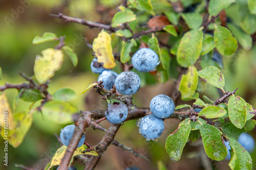 Wild organic blueberries found in the forest