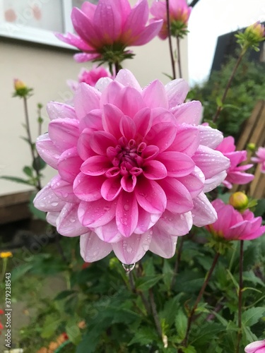 pink flower