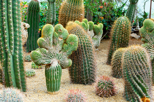 Mexican Fire Barrel Cactus Latin name Ferocactus coloratus. photo