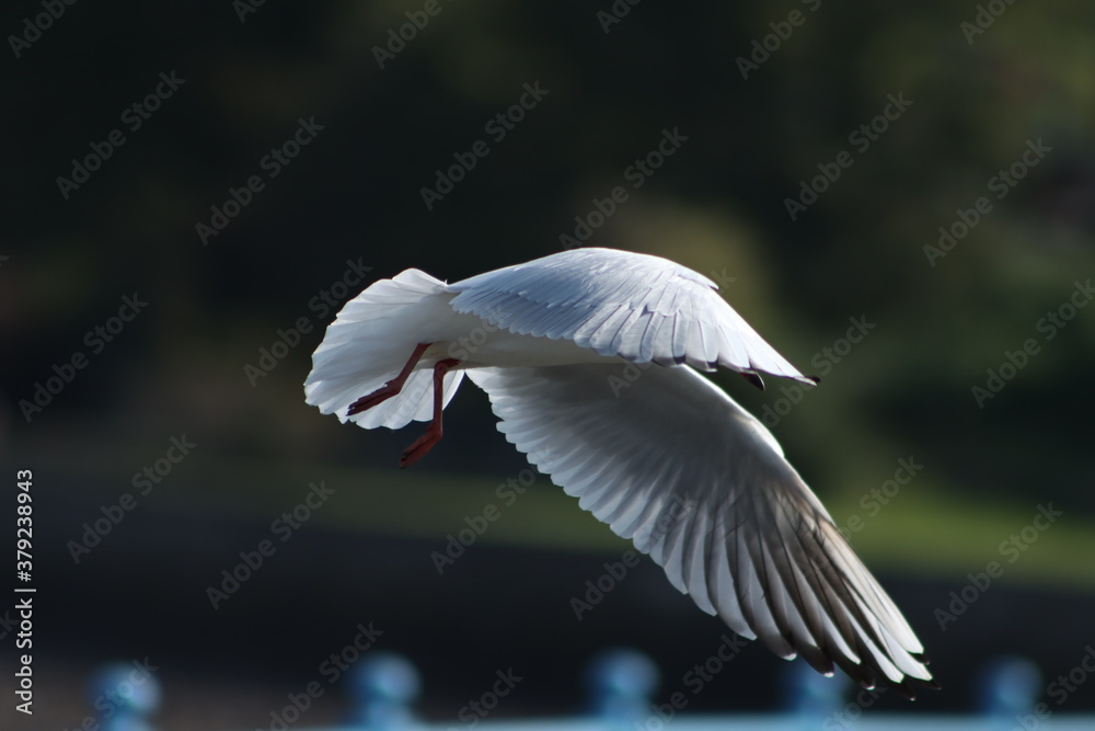 Obraz premium black headed gull in flight