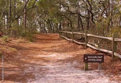 Billede på lærred Walking Sugarloaf Dune Trail at Carolina Beach State Park in Carolina Beach, NC