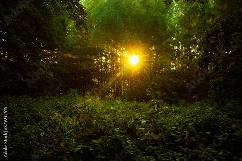 Sunrise in a clearing in the green forest