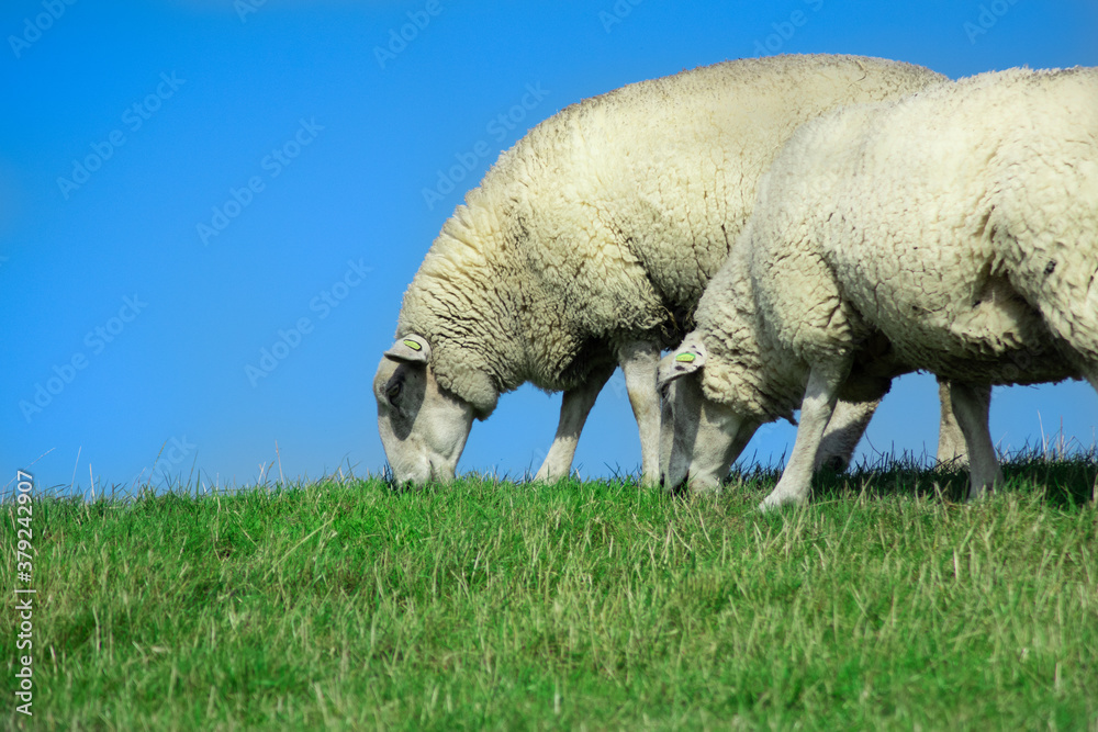 Two sheep graze on a dike in northern Germany Two sheep graze on a dike in northern Germany