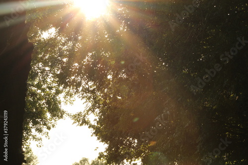 Sun Rays through the trees