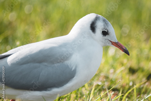 White seagull in a meadow on the coast © Toms.media