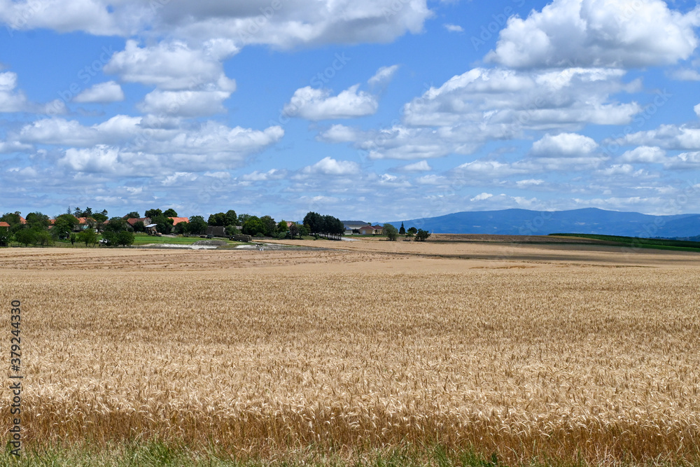 Summer rural areas and wheat fields