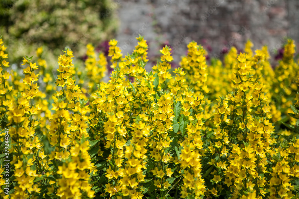 Fototapeta premium flowers in blossom