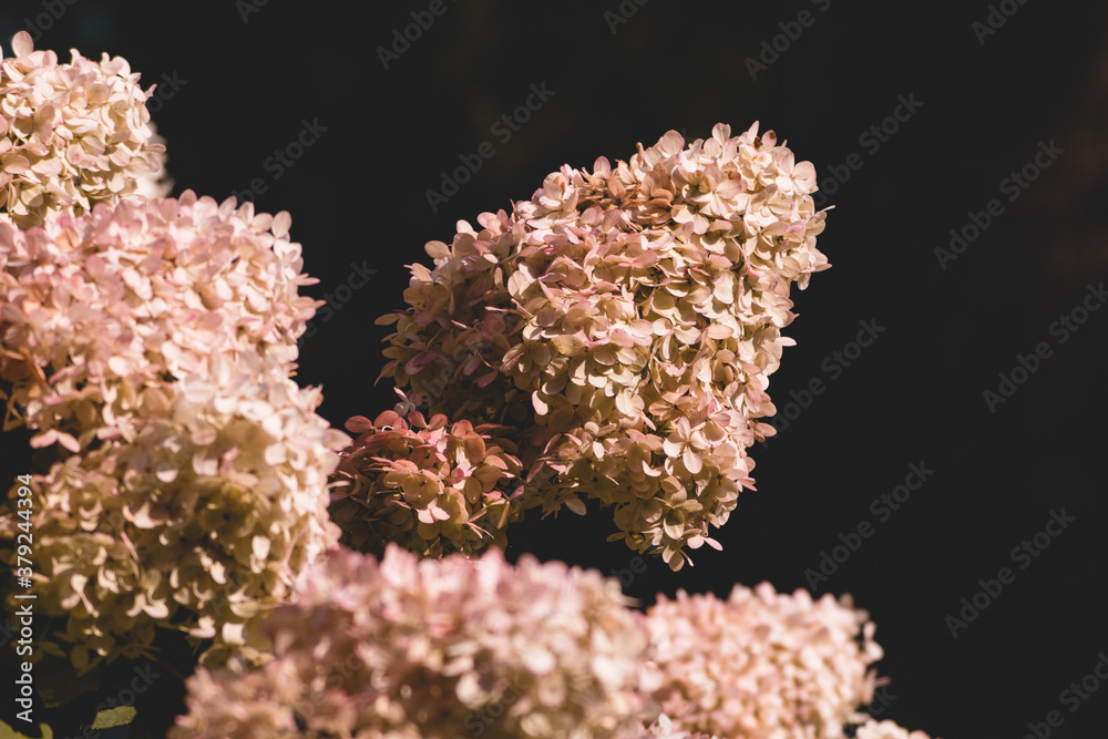 close up of colorful purple flowers between green leaves