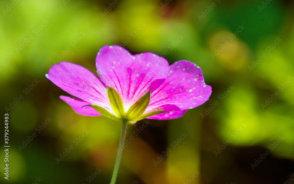Fototapeta premium close up of a colorful purple flower between green leaves