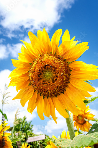 Sunflower field with sky