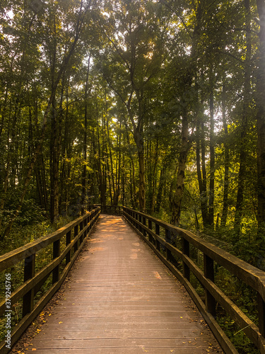Boardwalk in a densely overgrown forest in the evening sun