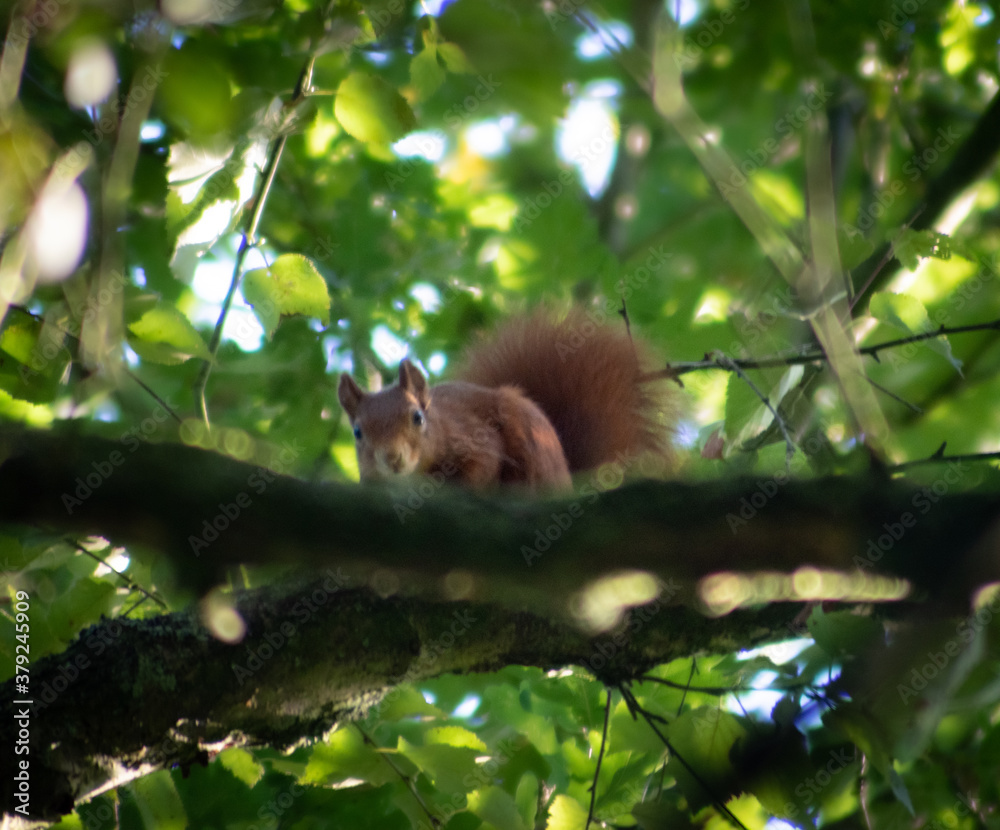 Fototapeta premium Red squirrel on a branch in a thick green tree