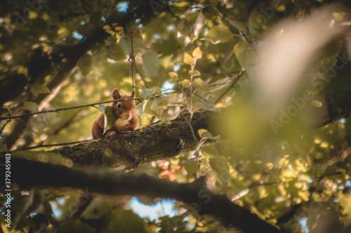 Red squirrel on a branch in a thick green tree © Toms.media
