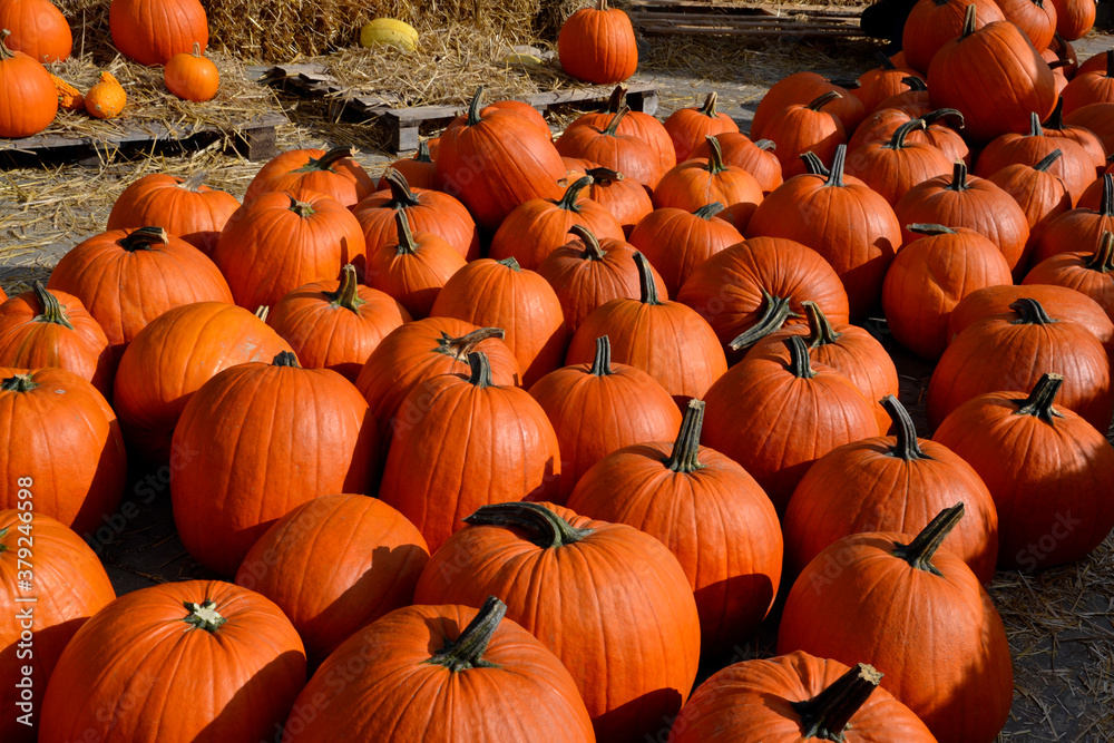 A lot of Orange pumpkins on straw in the field A lot of Orange pumpkins on straw in the field