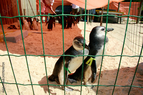 porto seguro, bahia / brazil - august 4, 2008: Magalhaes penguins are seen at a treatment center for marine animals in the city of Porto Segue, in southern Bahia. photo