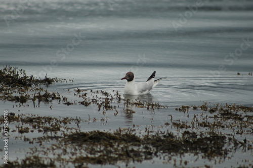 Black headed herring gull on the sea