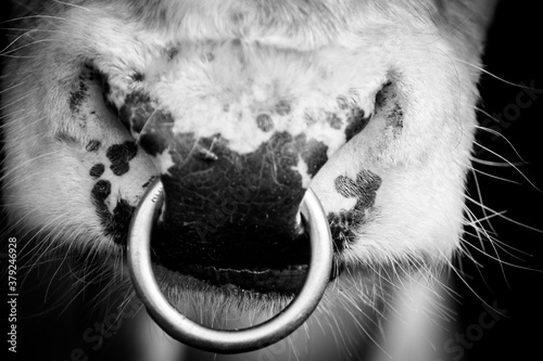 Close up of a black and white bull with a nose ring