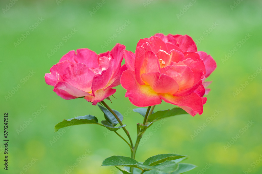 Bright colorful red Rose flowers on stem on green background in the garden. Botanical photography for illustration of Rose.