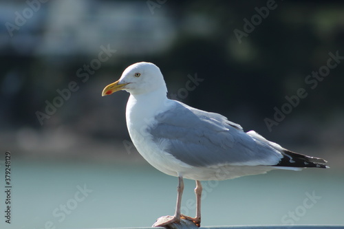 seagull on the pier