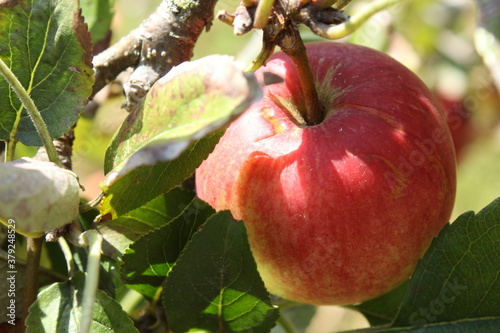 apple on tree