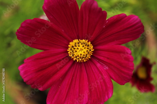 red and yellow flower