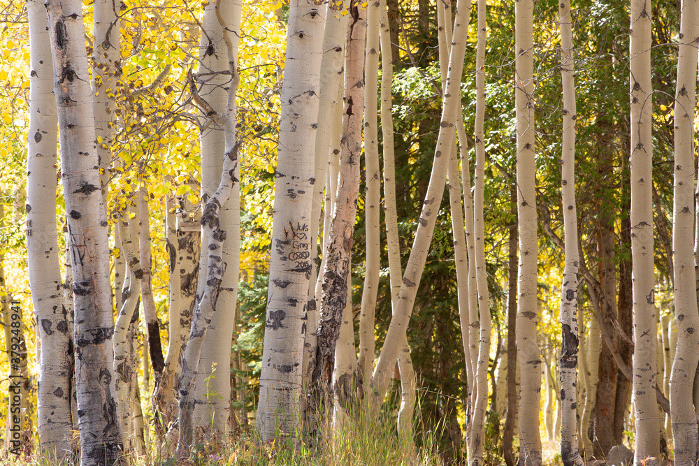 trees trees