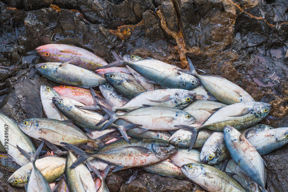 Fototapeta premium Fish catch on to rocky beach in Los Roques Venezuela, South America, ready to take to the fish market.