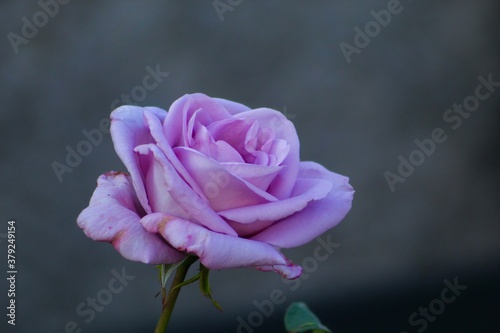 pink rose flower