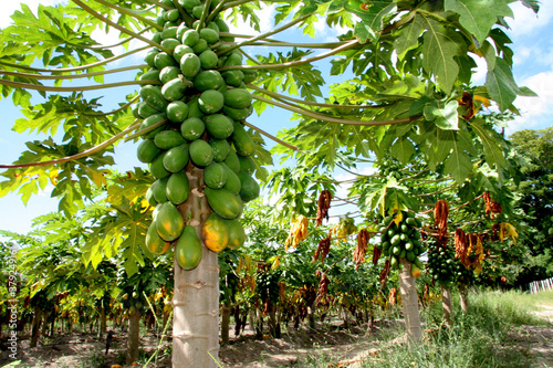 eunapolis, bahia / brazil - february 13, 2008: papaya plantation in the city of Eunapolis, in southern Bahia. photo