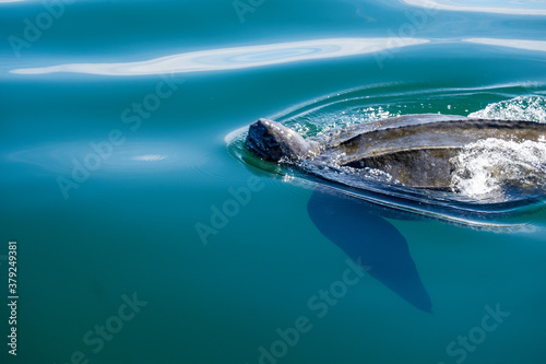 A large leatherback turtle swimming in the cold atlantic ocean. The closeup of the reptile shows its brown textured shell with two fins and a short head. The animal is underwater and swimming away. photo