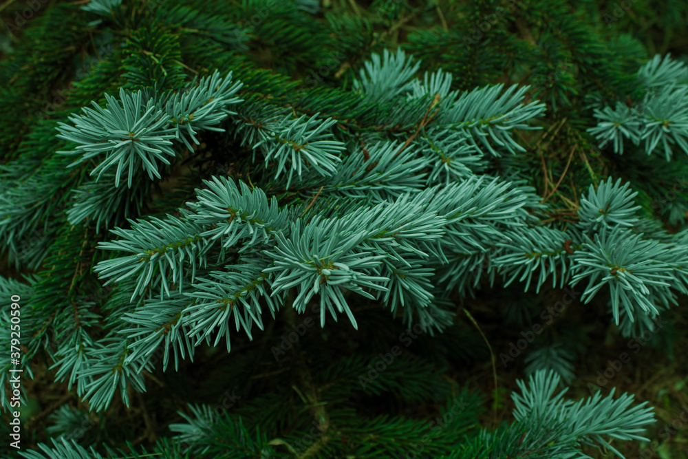 Winter greenery, tree branches, pine needles