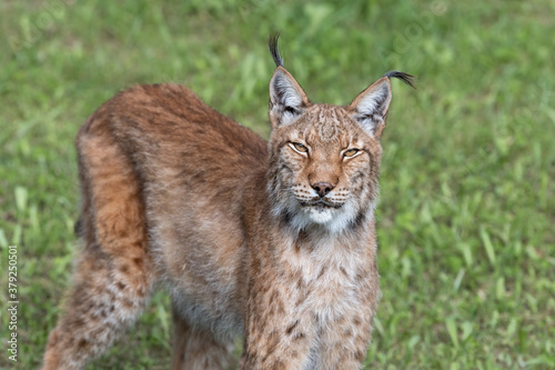 Boreal Lynx in the Nature Park of Cabárceno, Spain