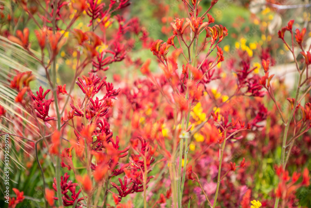 flowers blossoming in garden