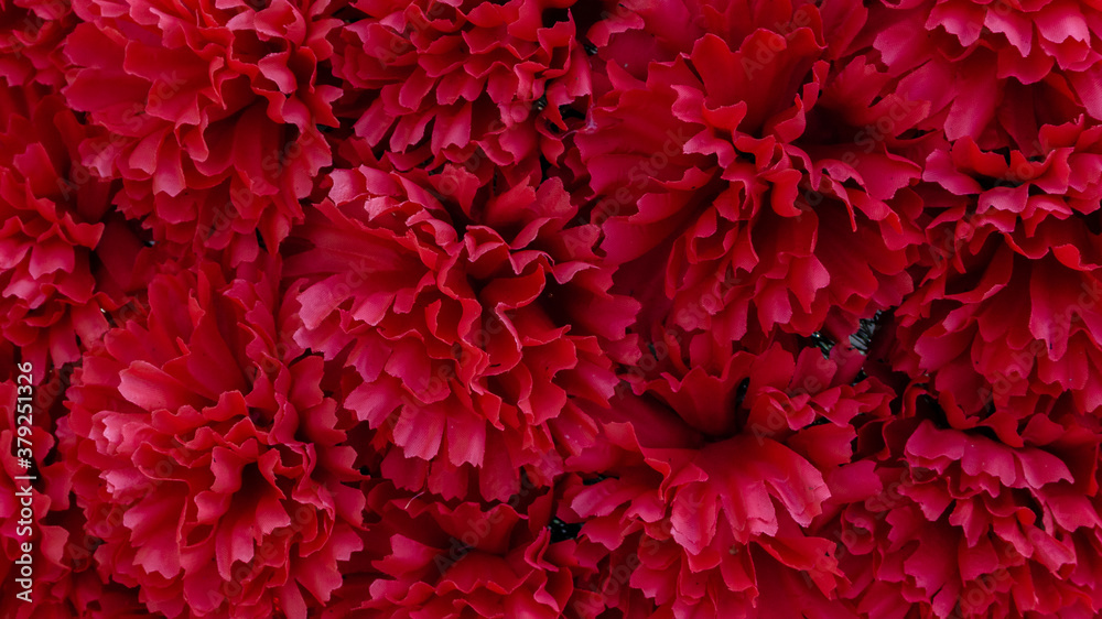 Beautiful red flowers, background close up