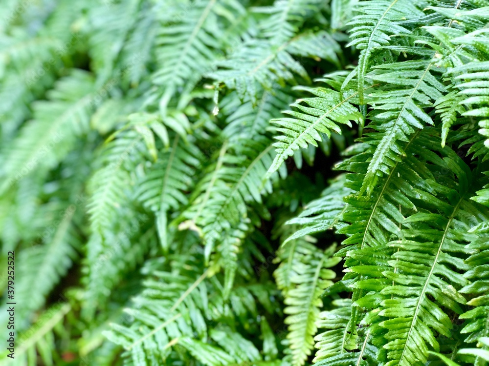 fern leaves fern leaves