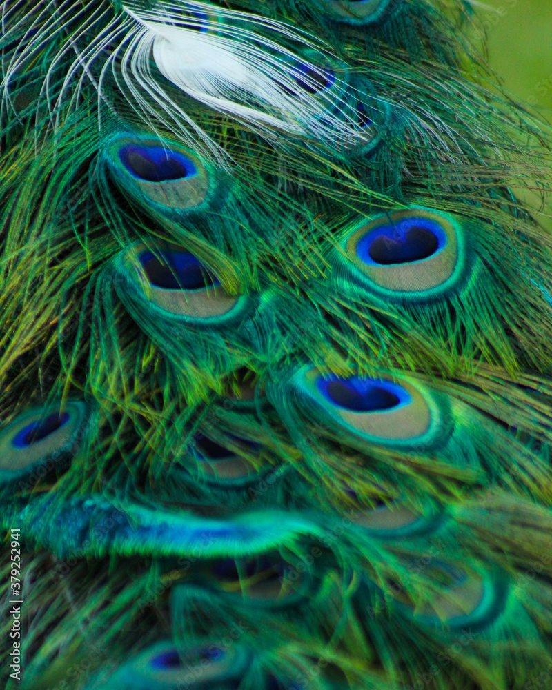 Obraz premium peacock feather closeup