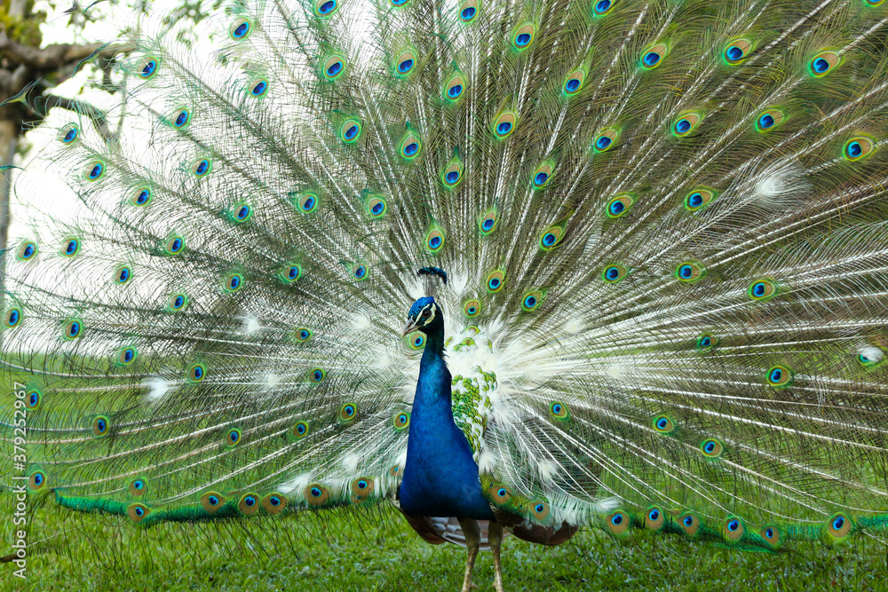Naklejka premium peacock with feathers out