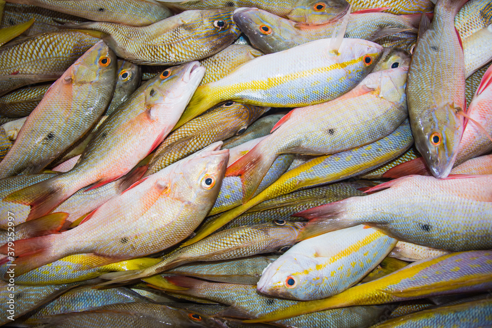 Fototapeta premium Fresh Fishes just taken from the water to Fish Market. Sea Food backgrounds