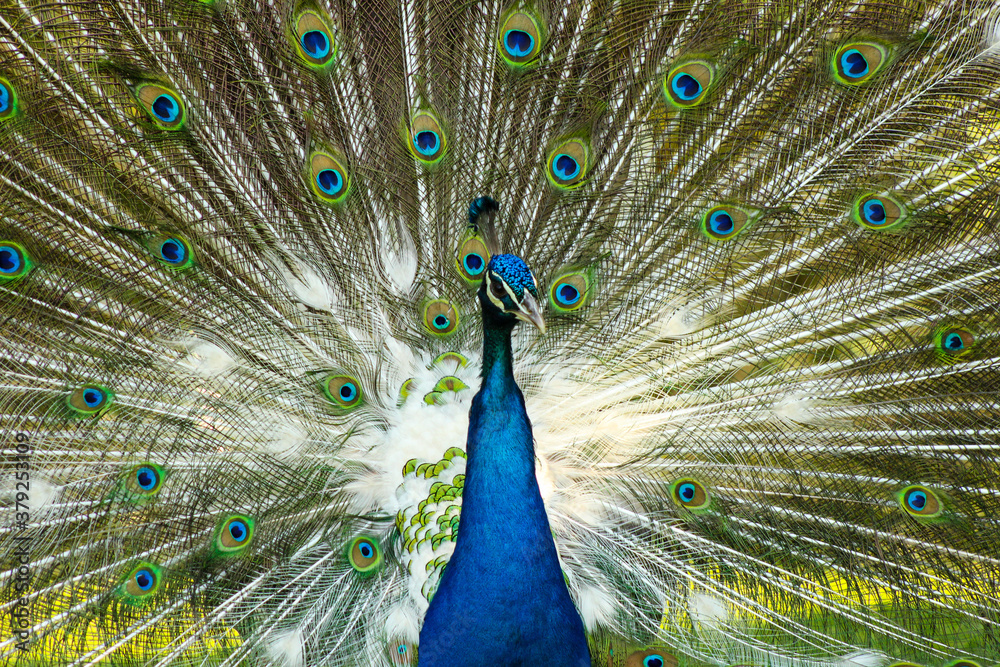 Fototapeta premium peacock with feathers
